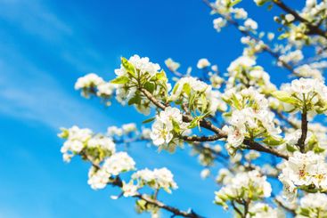 Blooming fruit tree branches adorned with white flowers...