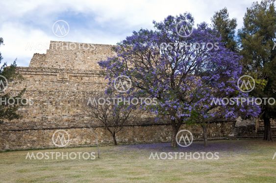 Flowering tree, Mexico