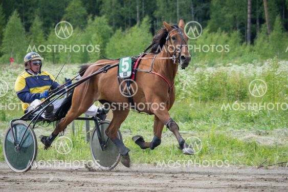 Hevonen