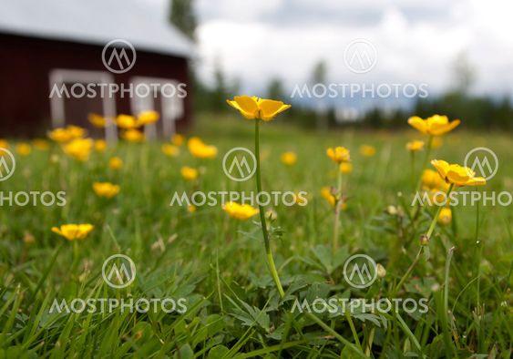 Meadow buttercups