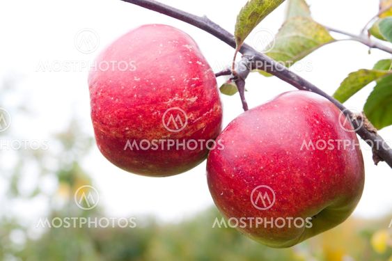 ripe Apples ready to be plucked