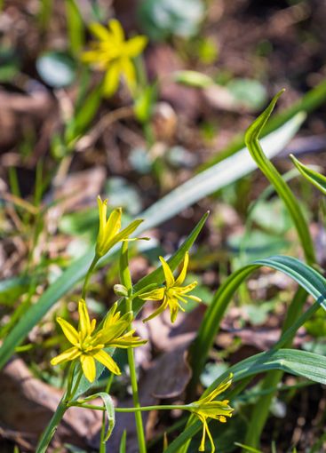 Yellow star-of-bethlehem a sunny spring day
