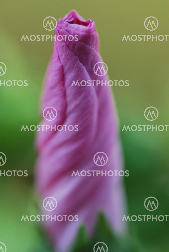flower, flower