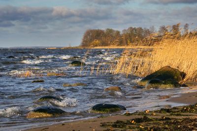 seacoast with seagrass and stones