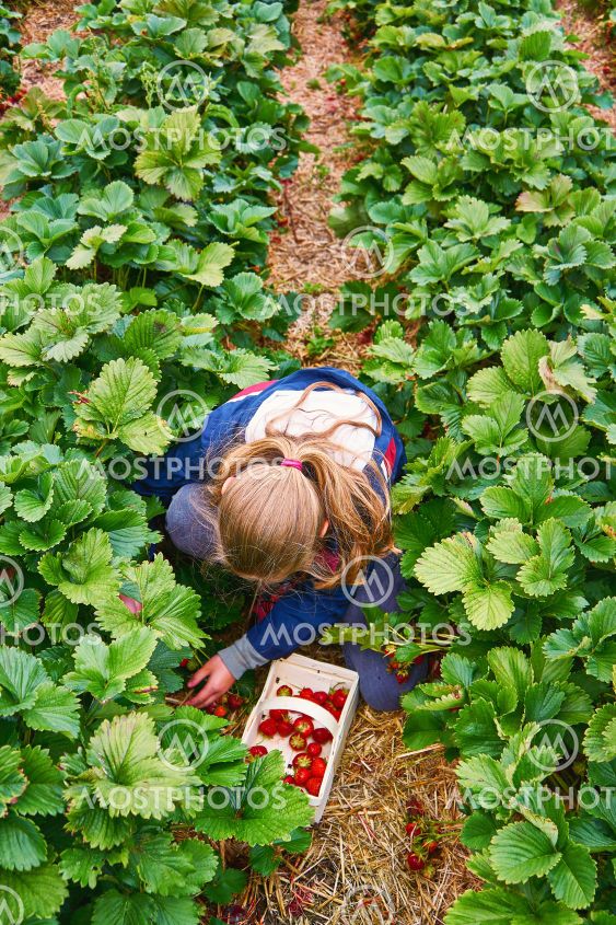 Young girl picking strawberries on an organic strawberry...