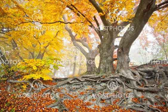 yellow autumn forest