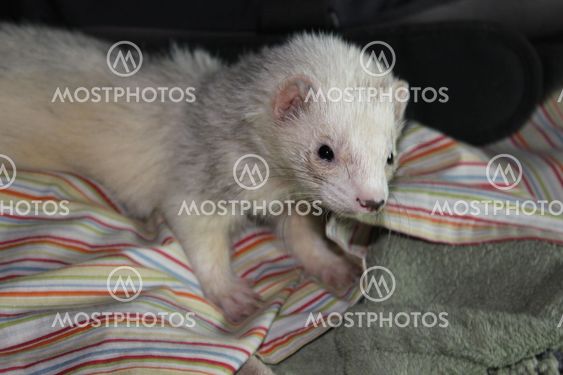 Ferret