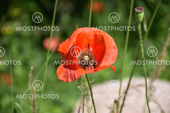 Närbild av blommande vallmo