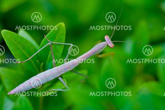 Praying Mantis