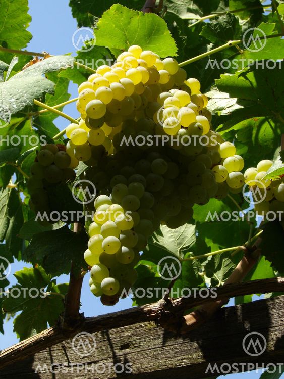 grape cluster