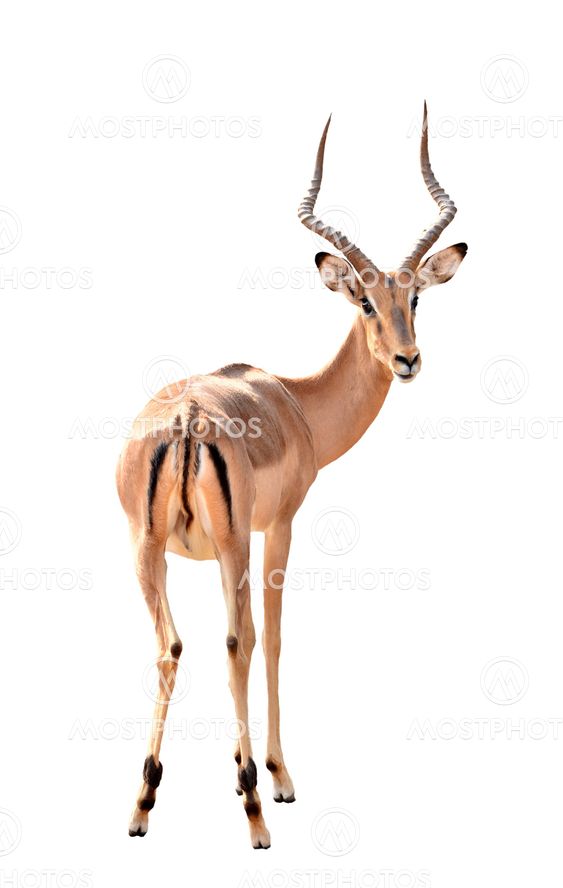 male impala isolated