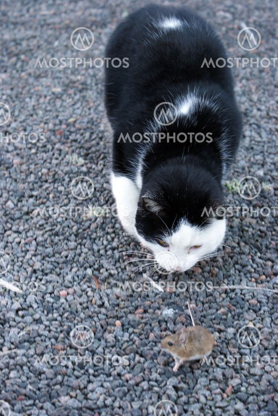 Cat and mouse