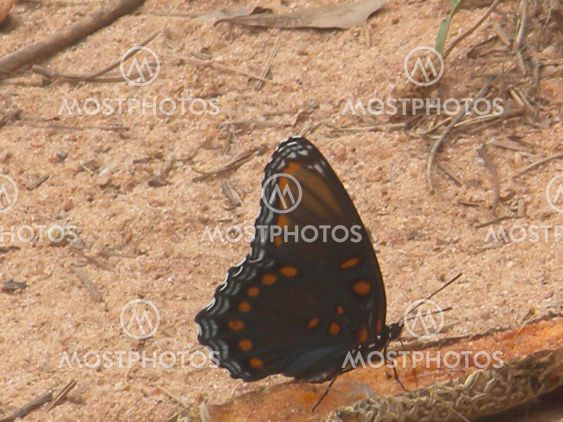 Butterfly enjoying sugar of fruit
