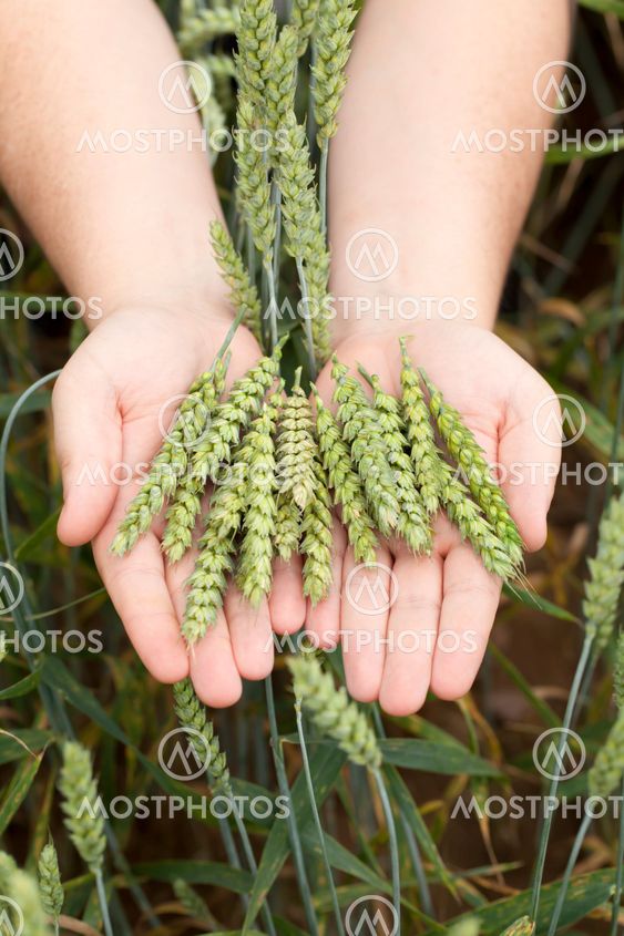 Hands with wheat ears on cereals field