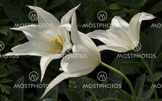 Lily Flowered Tulip