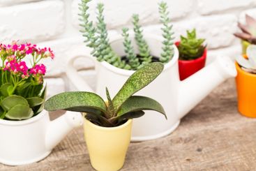 Colorful indoor plants displayed in unique containers on...