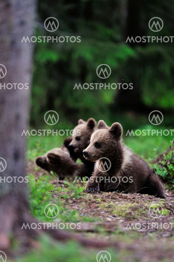 Brown bear cub in the forest