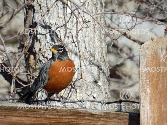 Male robin sitting on a fence