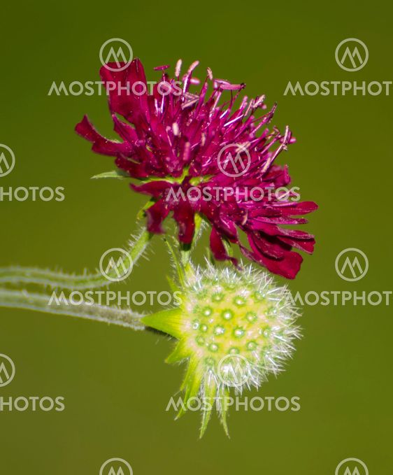 Flowers before and after