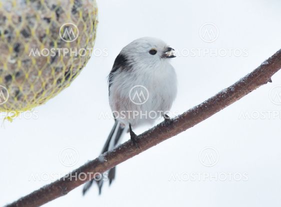 Tailed tit