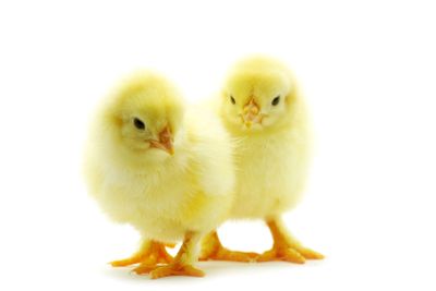  baby chicken 
