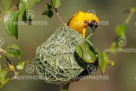 Lesser masked weaver at nest