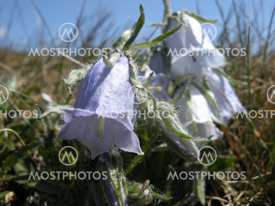 White small flower on mountain top