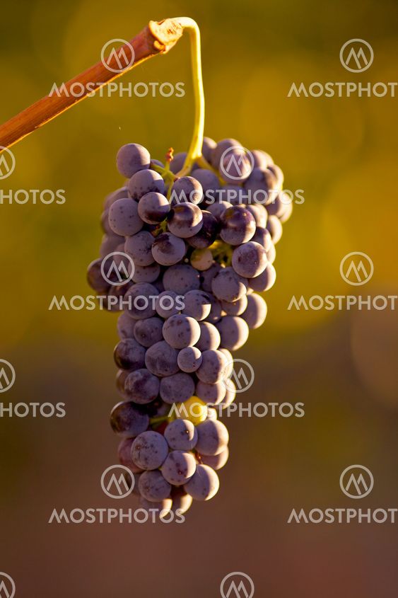 Grapes hanging in vine