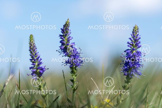 Blue summer flowers closeup