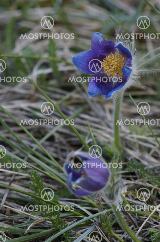 A pair of a fully excluded Pasque flowers