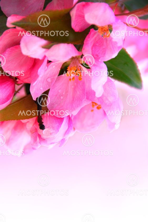 Apple blossom