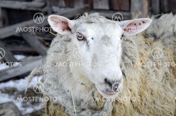 sheep