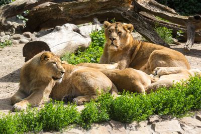 lion pride rests after hunting