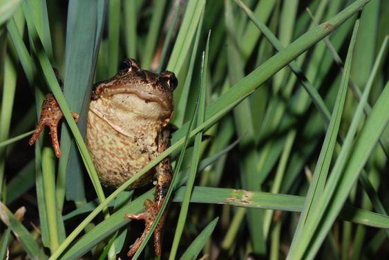 Frog