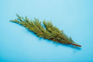 Juniper branch on a blue background. Christmas tree...