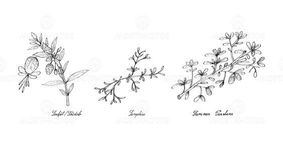 Hand Drawn of Sculpit or Stridolo, Samphire and Summer...