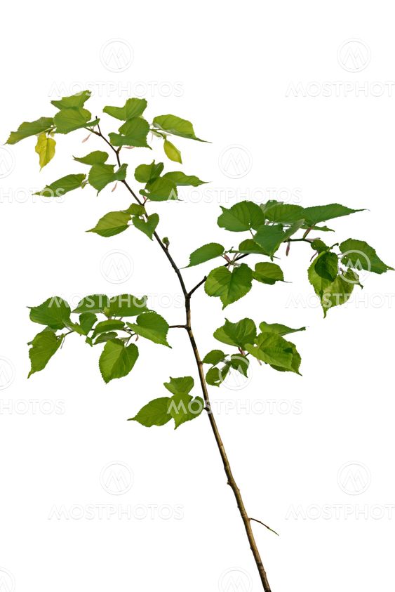 young linden tree