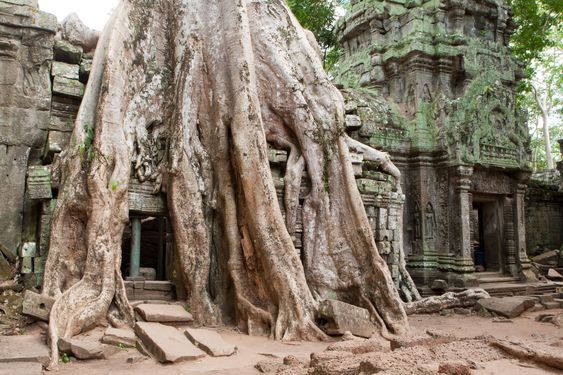 Ta Prohm in Angkor