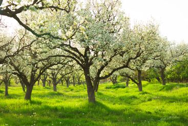 Blooming pear trees in a vibrant orchard during...