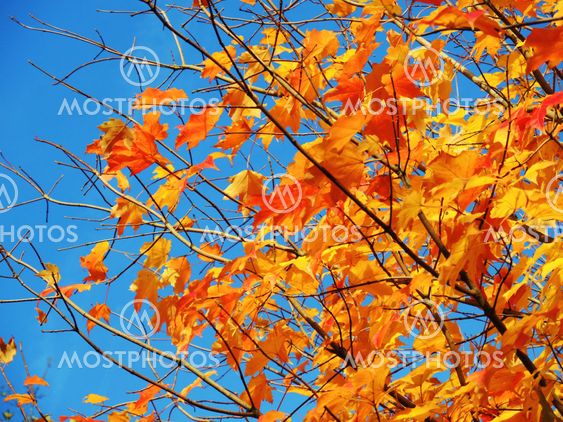 Colourful Autumn leaves.