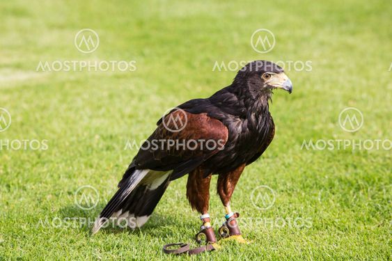 Bird of prey in jesses