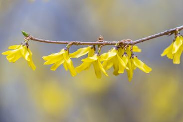 Forsythia. Blooming forsythia bush. Yellow flower on a...