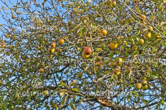 Apples