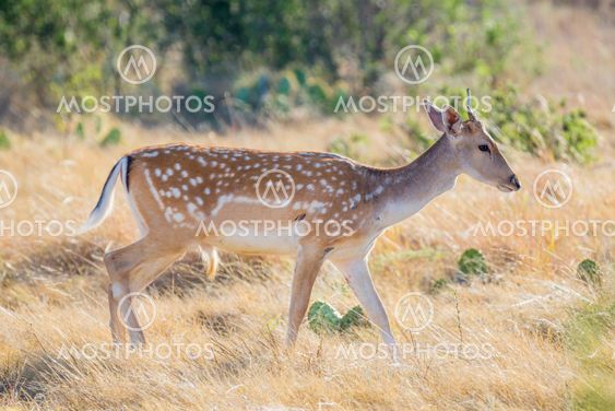 Fallow Deer Yearling