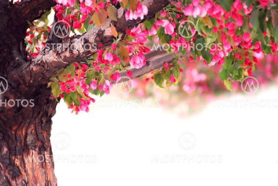 Apple tree