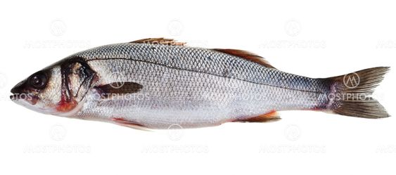 sea bass fish