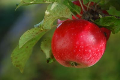 Äpple "Alice" i september (Sweden)