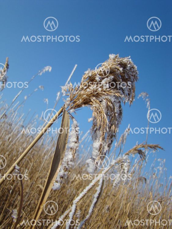 frosty cane