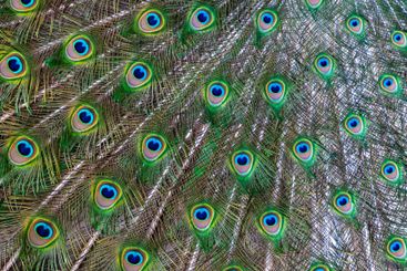 Close-up of feathers, male The Indian blue peafowl,...