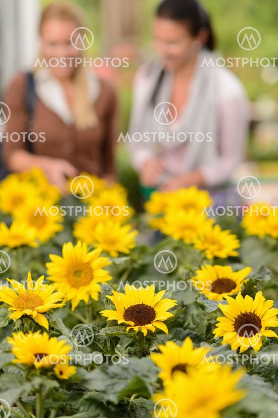 Sunflower flowerbeds two woman shop in background